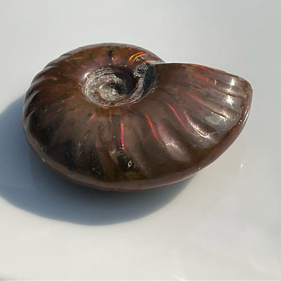 Ammonite (Rams Head) - Picture 12 of 12